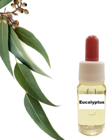 Ευκάλυπτος (15 ml)